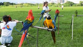 Beautiful nature ???????? and beautiful parrot ???????????? love parrot ???? #parrot