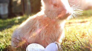 Rabbit