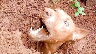 A mother and two pups are rescued after being buried in landslide for two days?