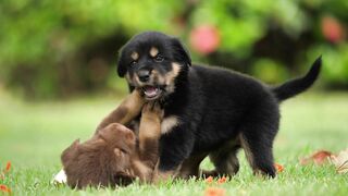 Cute babby doge
