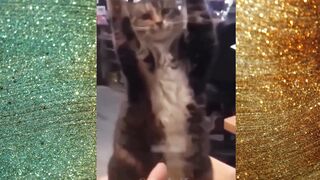 Funny Dogs and Cats