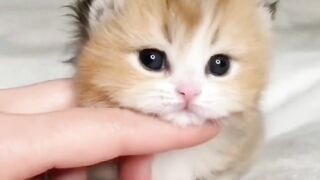 Cutie pie