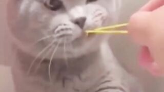 Funniest Cat & Dogs????Funny Animal Videos2022