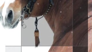 The Top 13 Biggest Horses in the World #shorts