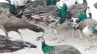 Nice big bird ????