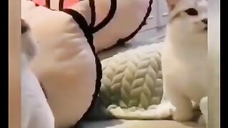 OMG so cute Best Funny Cat Videos