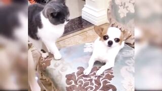 Best dog funny video | dog funny clip
