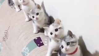 OMG so cute Best Funny Cat Videos