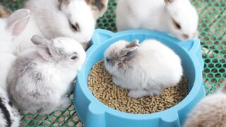Beautiful rabit