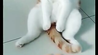 Cats VS Toy - FUNNY Cat Toy Reaction Compilation