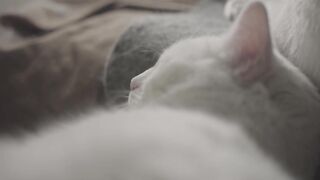 Cute cat video