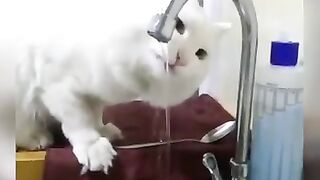 Funny Cat Video 4