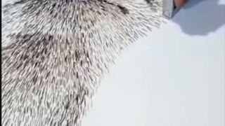 Short video draw