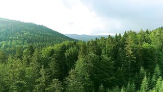 Forest view