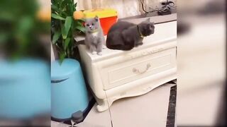 Beuty full.cat and animals video#cat #dog????????