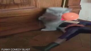 Funny cat