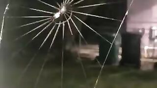 spider video