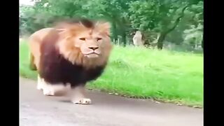Lion ????♌ king come out in the public place and this happened ????????