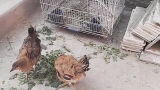 Chicks funny