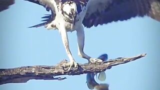 Fish eating by bird