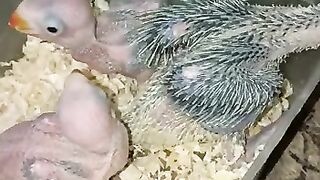 RAW PARROTS CHICKS