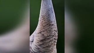 Funny animals