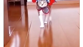 funny cat