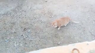 It's a beautiful orange stray cat
