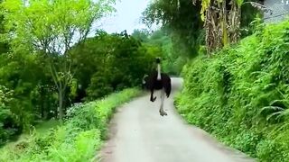 Viral Video