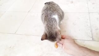 I am giving roasted chicken piece to my pet cat
