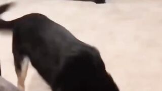 Try not to laugh