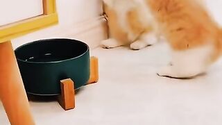 Cute cute cats????/cats