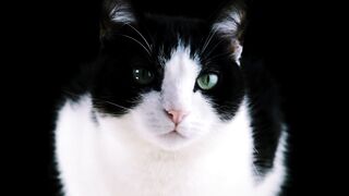 Cat moment