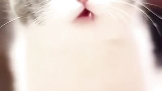 Cat funny video_mast watch