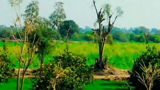 mery khyton ka nazarah