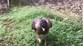 Eagle snack catching