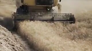 speery 8080 hearwester in wheat field