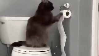 FUNNY CATS #funnycats #cats.