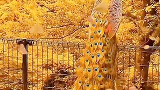 The beauty of peacock ????????