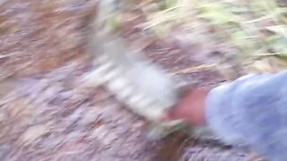 Big salmons stuck in small creek