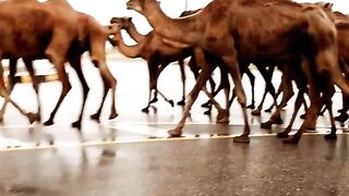 Beautiful camel in salalah oman