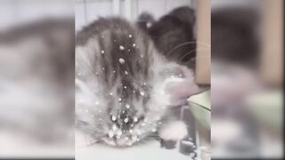 Baby cats funny moments ????????