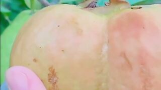 nature fruit cutting