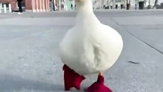 Duck funny video