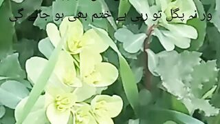فرمان حضرت علی کرم اللہ وجہہ