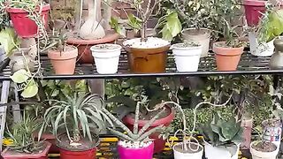 Beautiful Plants