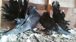 Beautiful pigeon latest video new video
