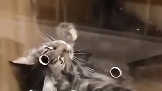 Funny pets