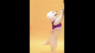 Funny Dog Dance