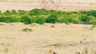 Wild Dog Hunting Deer.